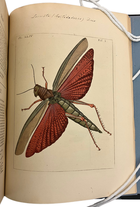 Illustrations of Natural History: Wherein Are Exhibited Upwards of Two