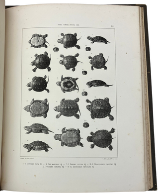 Contributions to the Natural History of the United States of America.