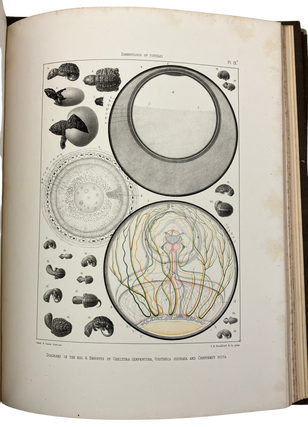 Contributions to the Natural History of the United States of America.