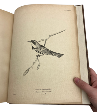 Birds of Eastern North Americ; with Original Descriptions of All