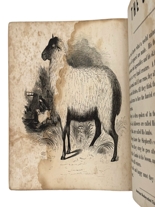 Child's Book of Animals